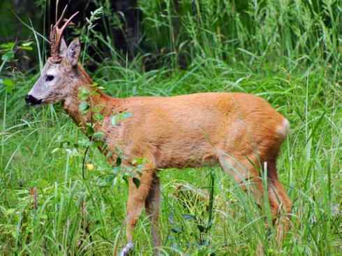 麒麟：传说的兽原型探秘（驼鹿）