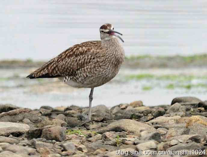 湿地观鸟.中杓鹬