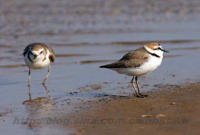 飞雁滩拍鸟 多种水鸟和白头翁