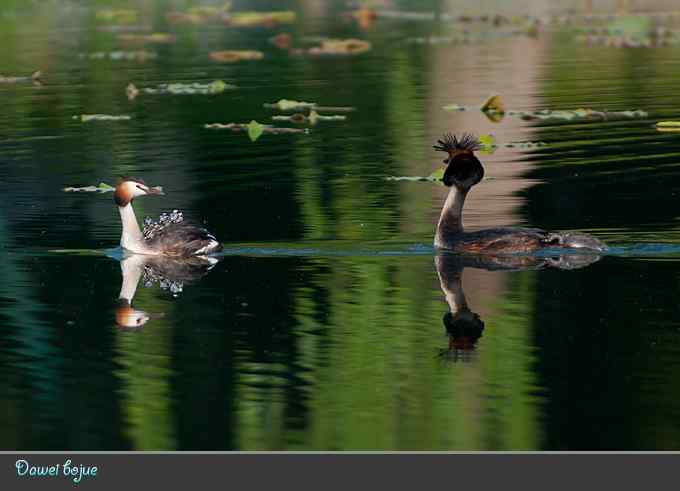 绿意倒映中的pt家园 绿意倒映中的pt家园