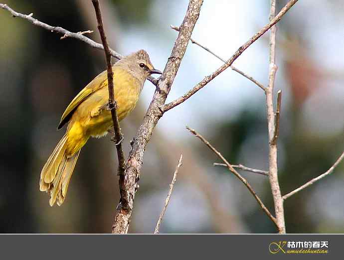 云南拍鸟:记录到九种“鹎”【实拍】