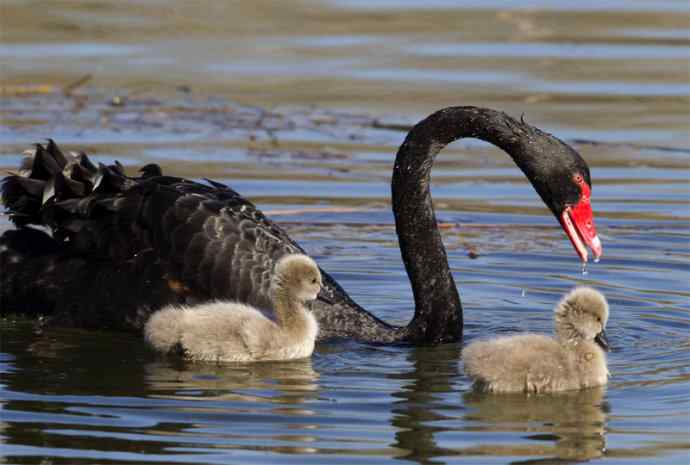 圆明园黑天鹅和她新出生的小宝宝