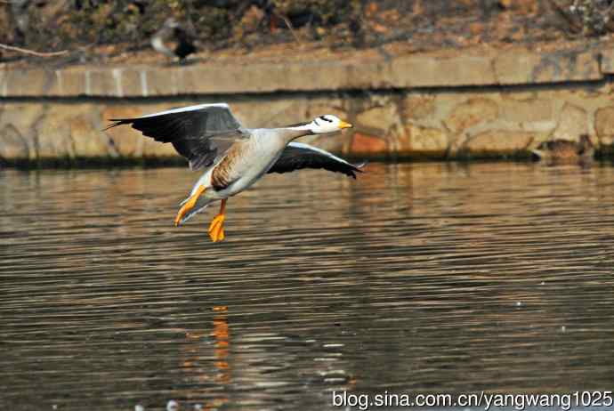 斑头雁(抓拍)11 斑头雁(抓拍)11