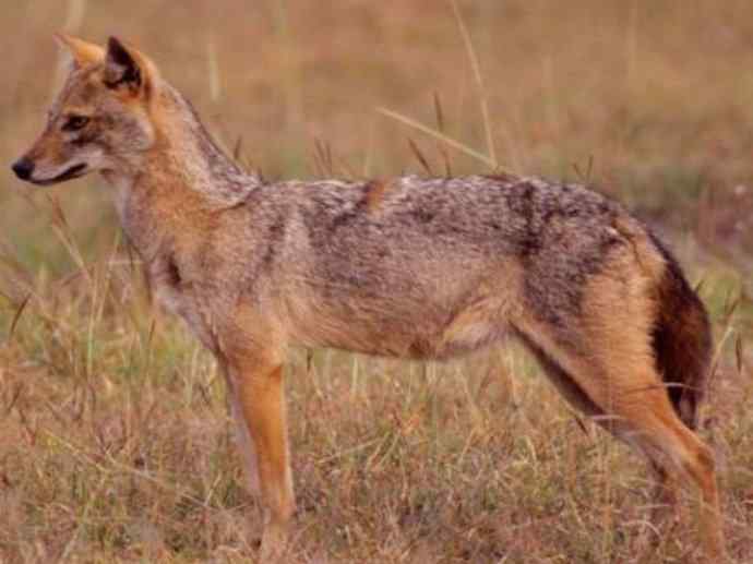 犬科：犬亚科犬属之灰狼