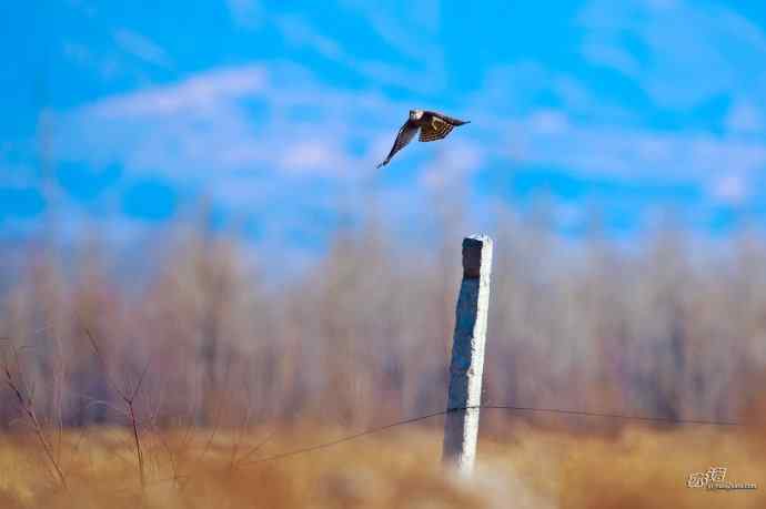 【野鸭湖的鸟】灰背隼 【野鸭湖的鸟】灰背隼
