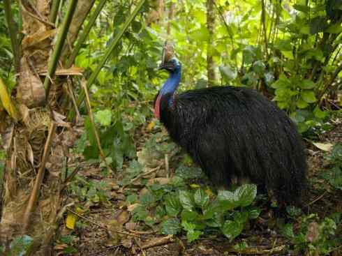奇特的盔：鹤鸵