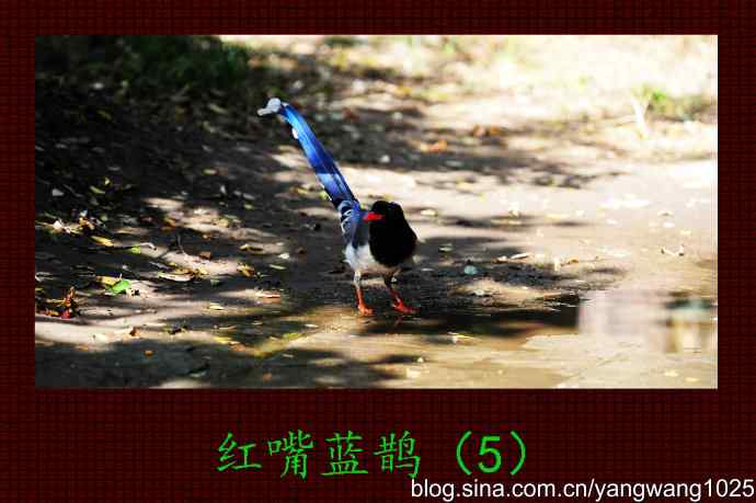 北京天坛公园的鸟类——红嘴蓝鹊（5）