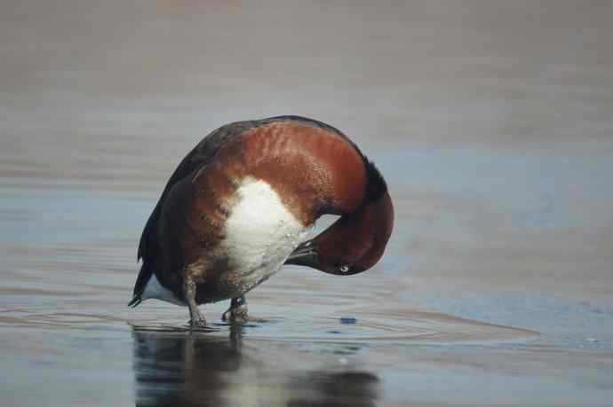 可爱的白眼 可爱的白眼