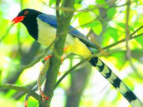 家禽驯化之源之三十一