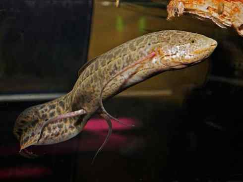 鱼类活化石：非洲肺鱼