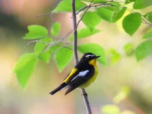 美丽无罪:雀鸟之姬鹟 美丽无罪:雀鸟之姬鹟