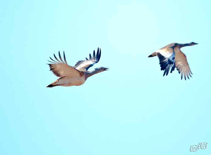 密云水库 wbr路 wbr大鸨、雉鸡和苍鹭 密云水库 wbr路 wbr大鸨、雉鸡和苍鹭