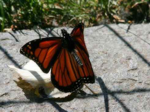 自然奇观：动物大迁徙(帝王蝶）