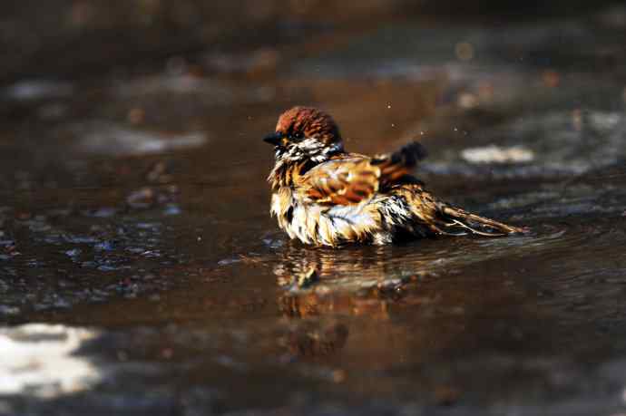 酣畅淋漓腊月澡（麻雀）