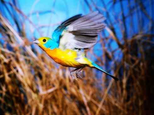 美丽无罪：雀鸟之彩鹀