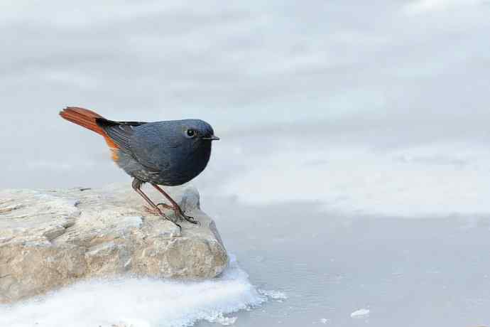 峡谷中拍摄瞬间起飞的秃鹫