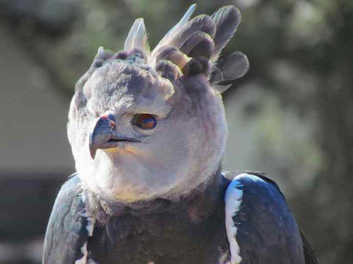 犬科：狐亚科伪狐属之阿根廷狐、山狐、达尔文狐