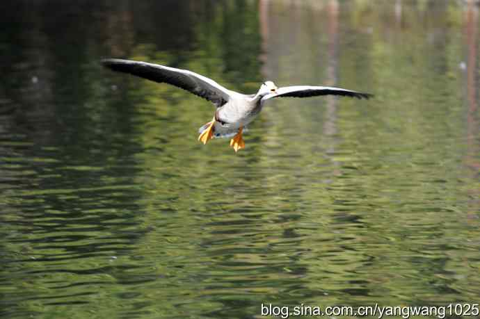 飞(斑头雁) 飞(斑头雁)