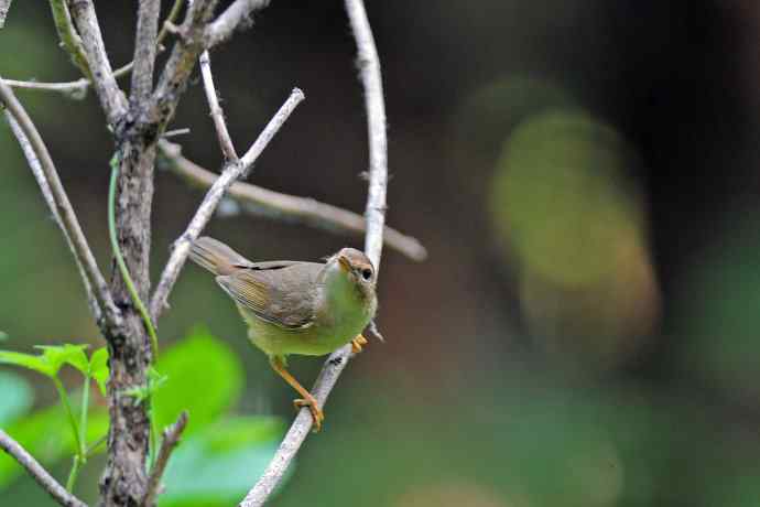 巨嘴柳莺(9) 巨嘴柳莺(9)