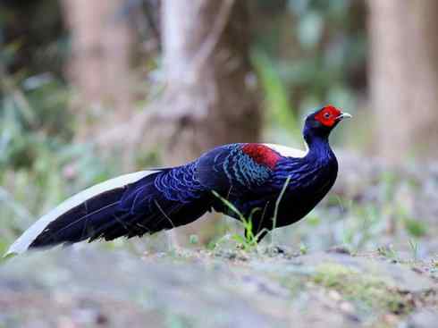 凤凰：传说中的鸟原型探秘（鹇）