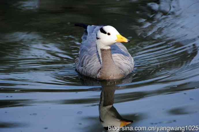 游水的斑头雁与翘鼻麻鸭