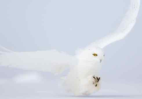 白头鸟系列：另类的美丽12