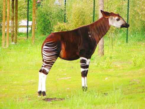 麒麟：传说的兽原型探秘（长颈鹿）