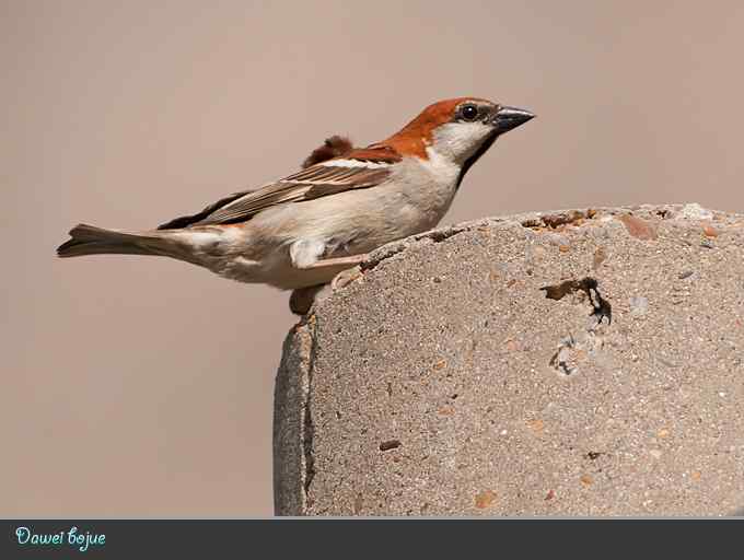 蓝矶鸫和沿河城的那些鸟