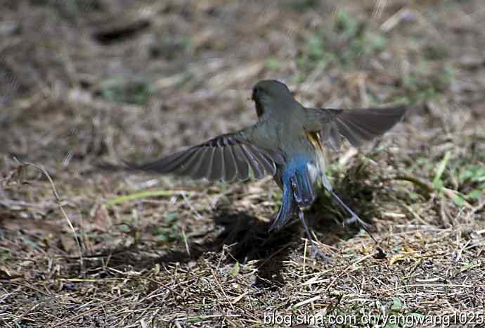 自然和谐的日坛公园（雌性红胁蓝尾鸲）
