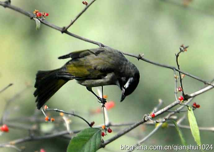 白头鹎的快乐生活(玉渊潭)