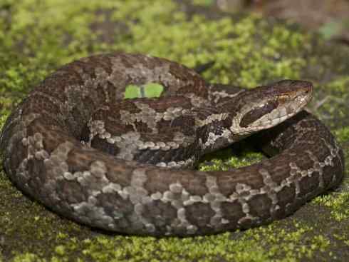 龙:传说的兽原型探秘(蝮蛇类) 龙:传说的兽原型探秘(蝮蛇类)