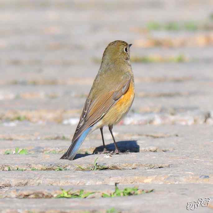 河北乐亭&nbsp;wbr路&nbsp;wbr红胁蓝尾鸲