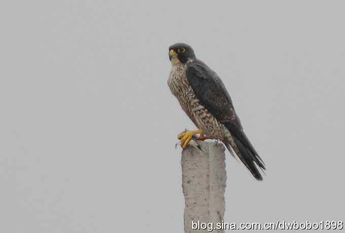 捕猎的游隼