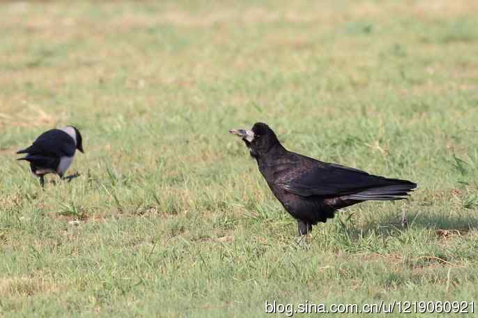 内蒙古鸟类摄影——秃鼻乌鸦