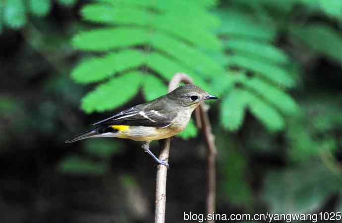 雌性白眉姬鹟（12）