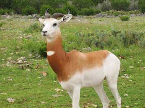 麒麟：传说的兽原型探秘（鹿羚）