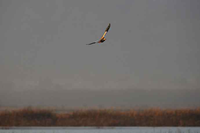 美丽的野鸭湖 美丽的野鸭湖