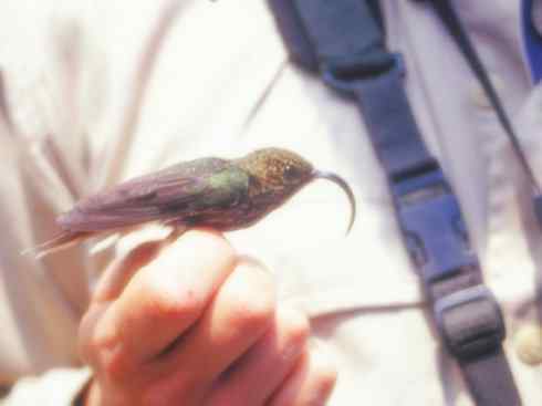 猎奇：奇特的鸟喙之九