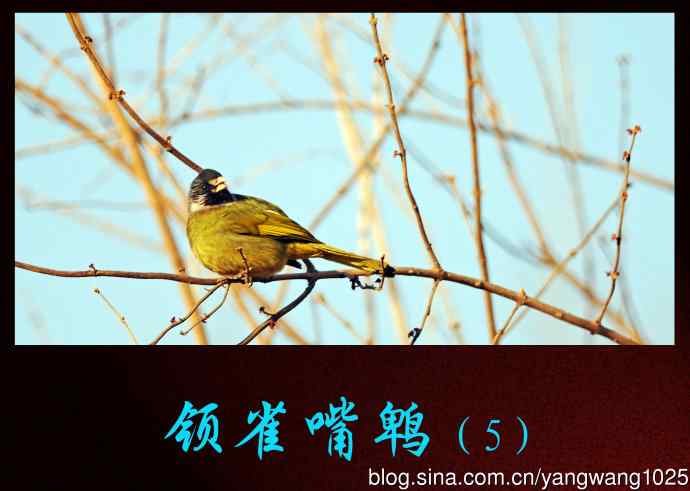 北京植物园的鸟类——领雀嘴鹎(5)