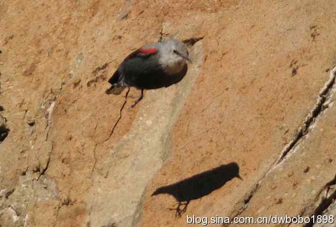 优雅红翅 wbr旋壁山岩