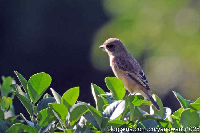 黑喉石鵖鸟(1) 黑喉石鵖鸟(1)