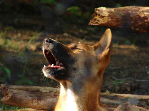 犬科：犬亚科犬属之澳洲野犬、歌唱犬、家犬