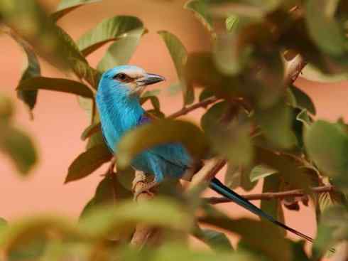 绝色攀禽：佛法僧目之佛法僧2