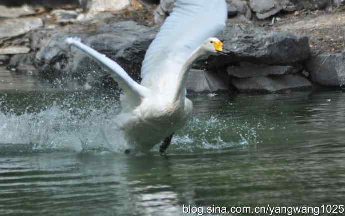 舞（天鹅之舞）