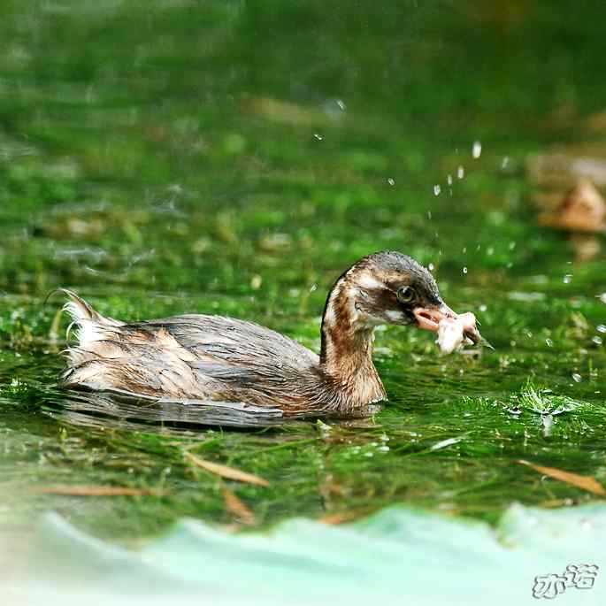 圆明园拍鸟——小小鸊鷉（数毛版）