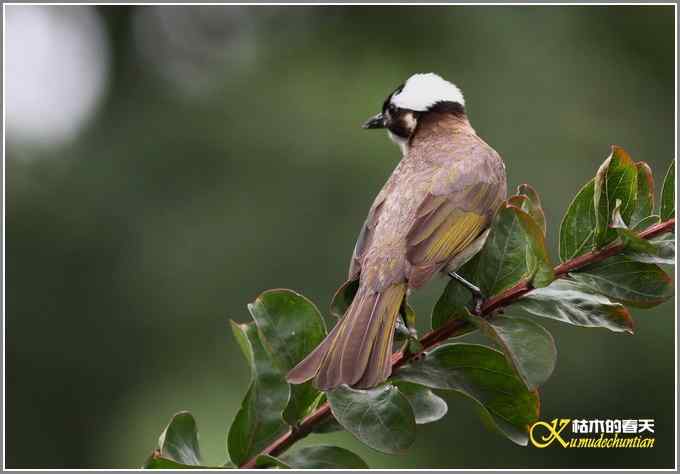 白头鹎和白颊噪鹛【照片】