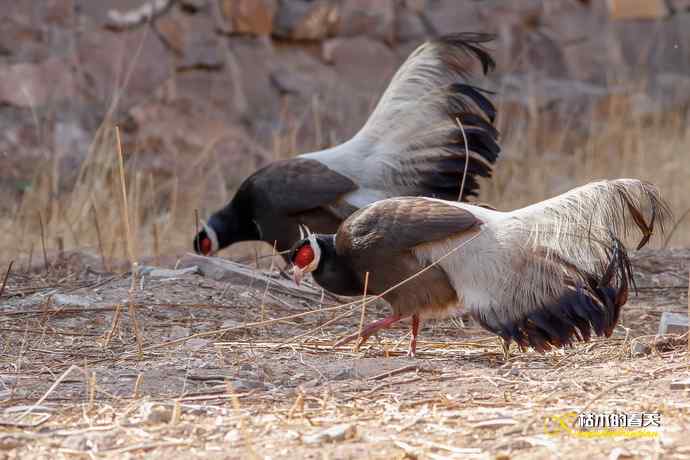 玄中古寺拍鈥満致恚Γ┾