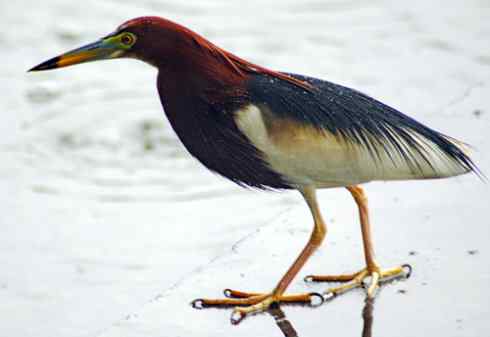 拍摄鹭鸟小结（组图，10张）