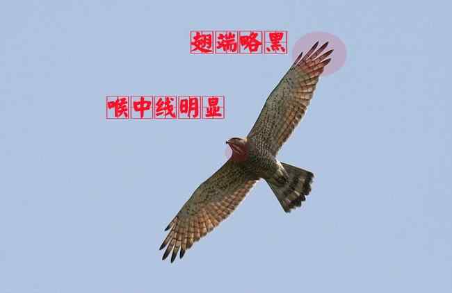灰脸鵟鹰 猛禽大全——中国东部地区27种迁徙类猛禽辨识