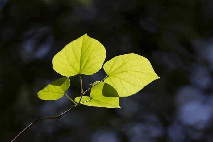 幸福像花儿一样美